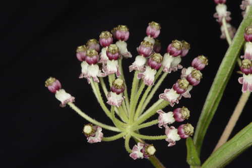 Asclepias longifolia #1